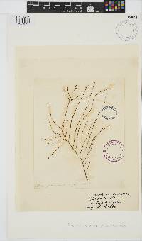 Gracilariopsis longissima image