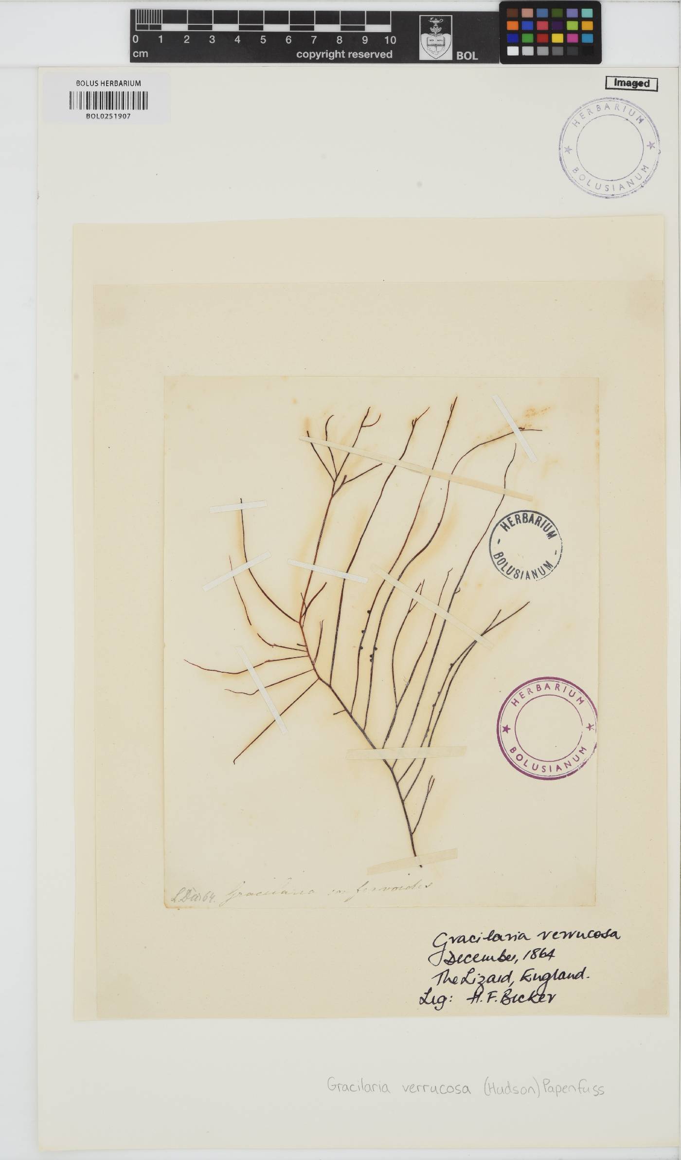 Gracilariopsis image
