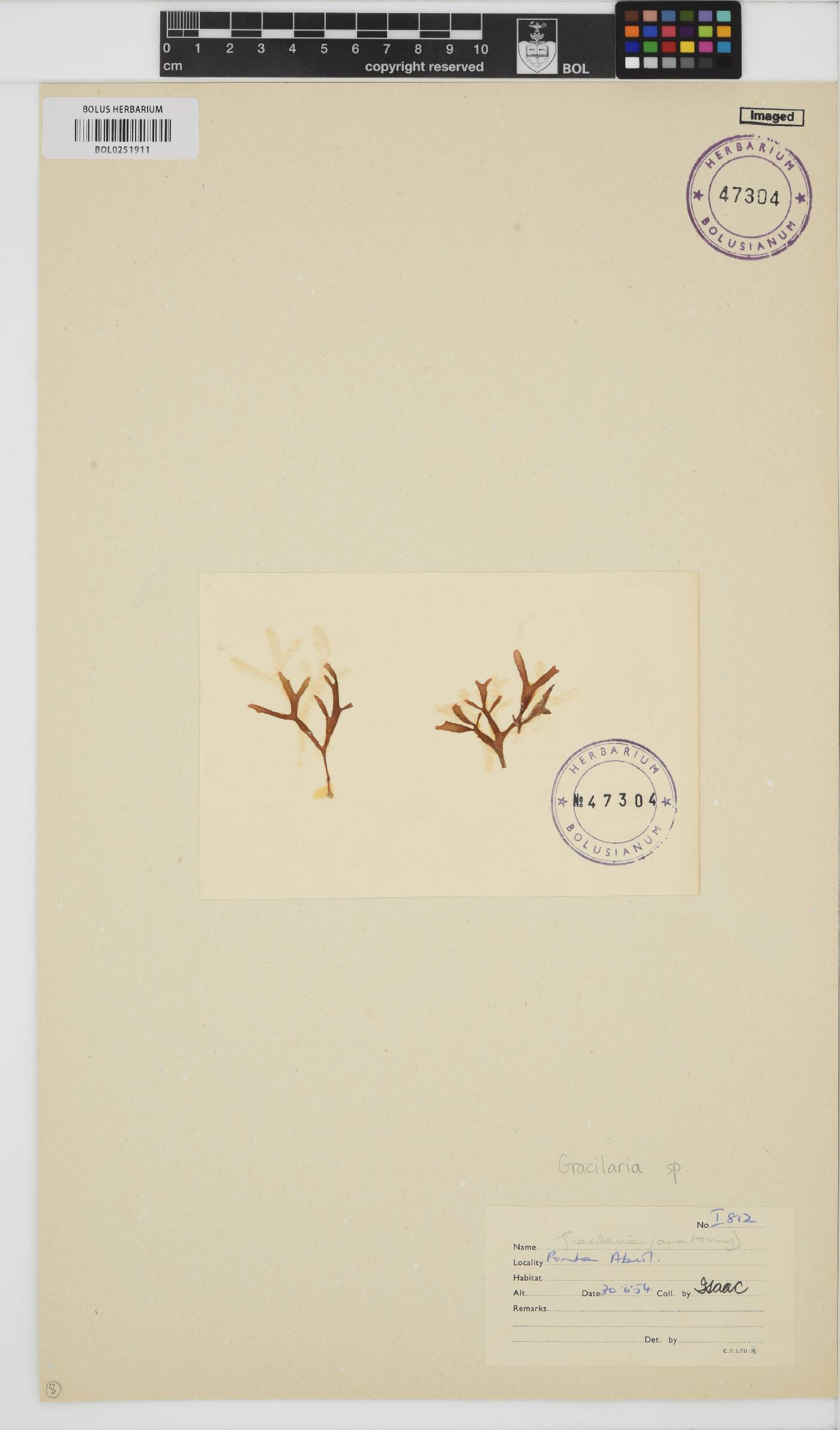 Gracilaria image