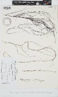 Gracilariopsis lemaneiformis image