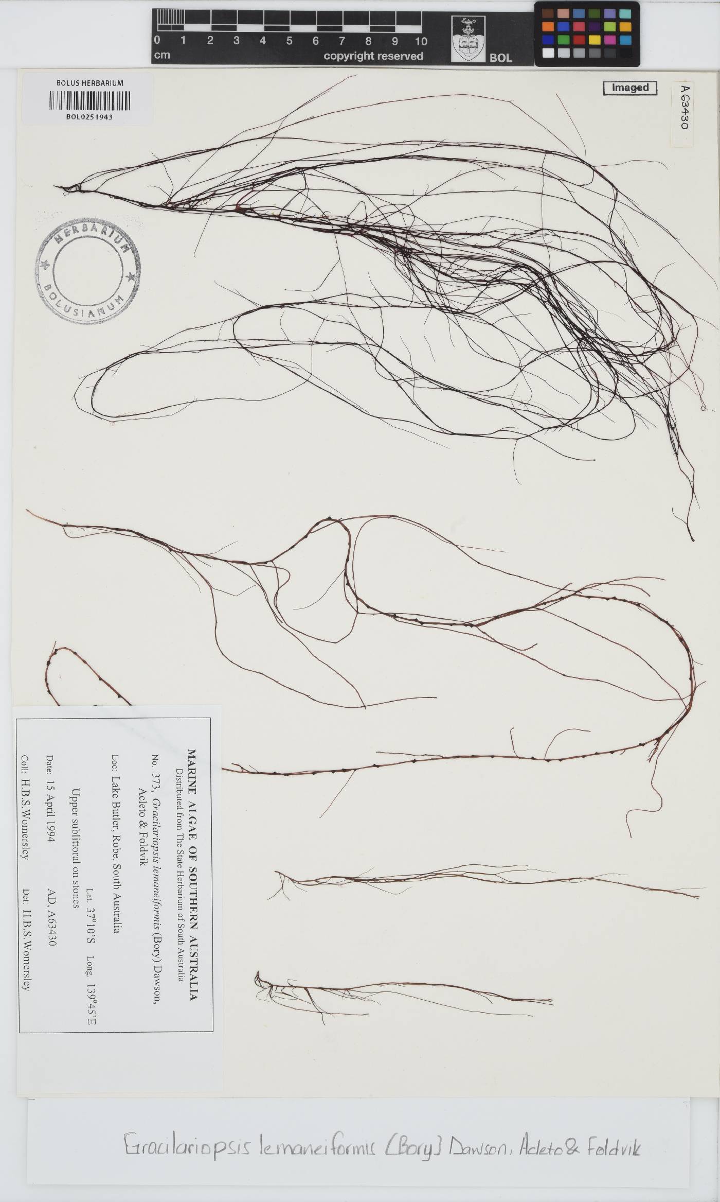Gracilariopsis lemaneiformis image
