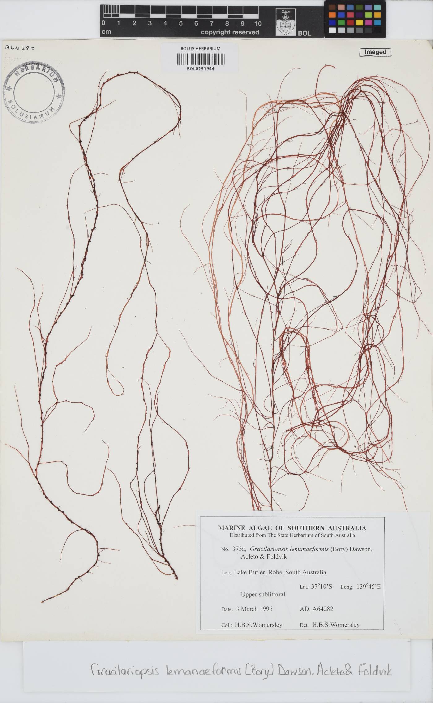 Gracilariopsis lemaneiformis image