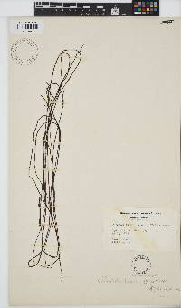 Gracilariopsis andersonii image