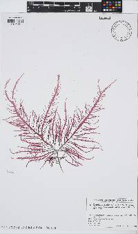 Image of Grateloupia asiatica