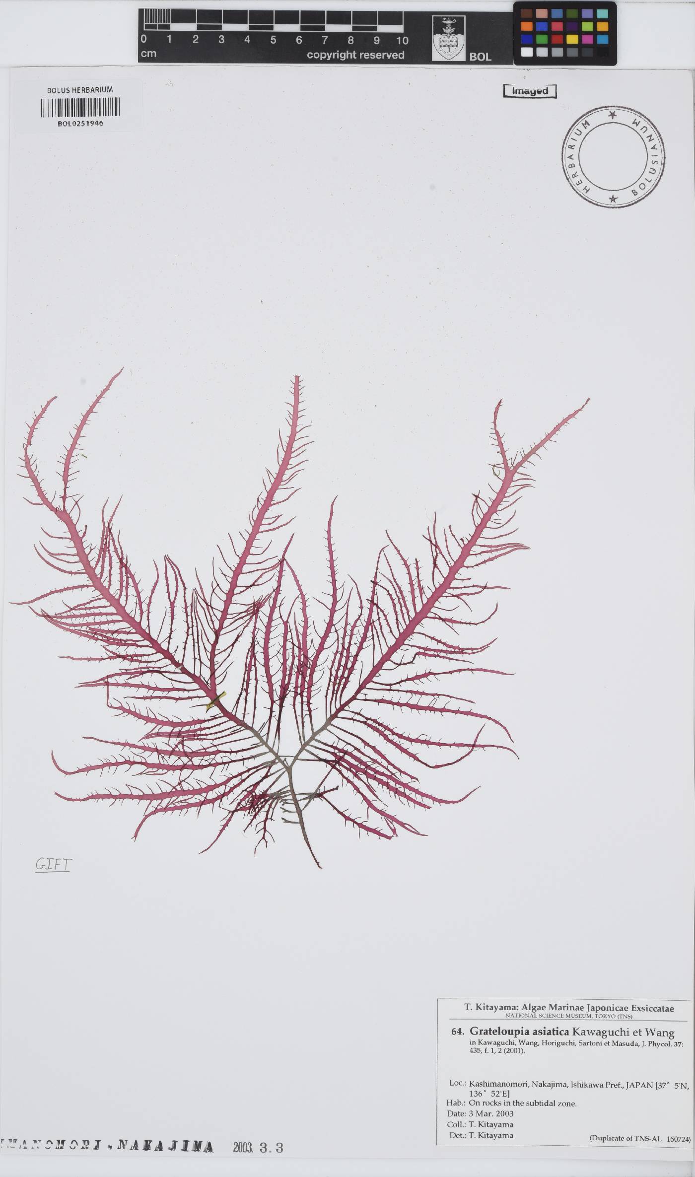 Grateloupia asiatica image
