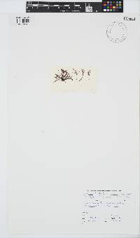 Phyllymenia capensis image