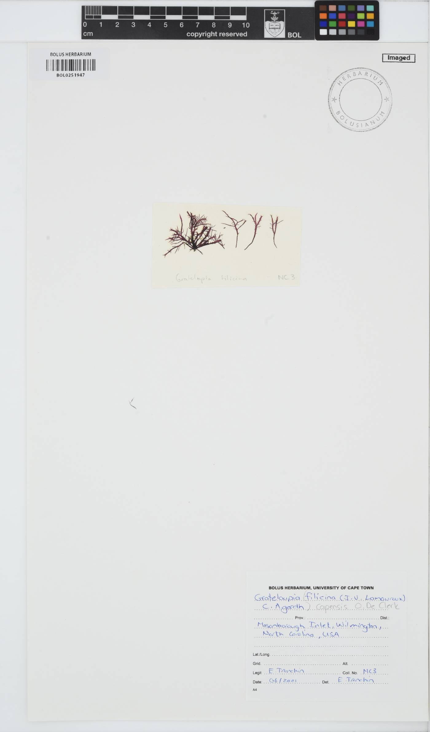 Phyllymenia capensis image