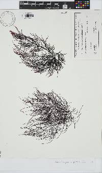Phyllymenia capensis image