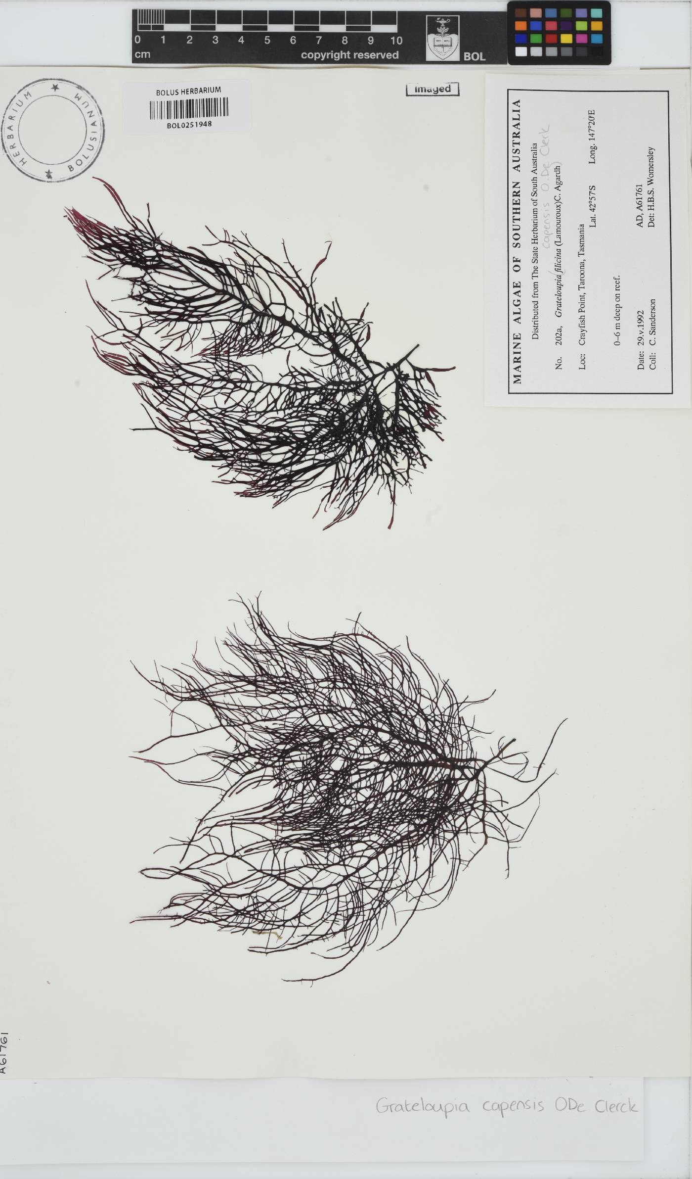 Phyllymenia capensis image