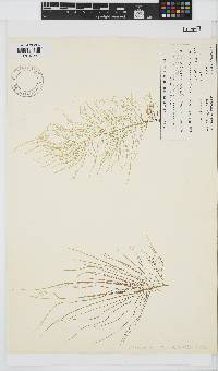 Phyllymenia capensis image