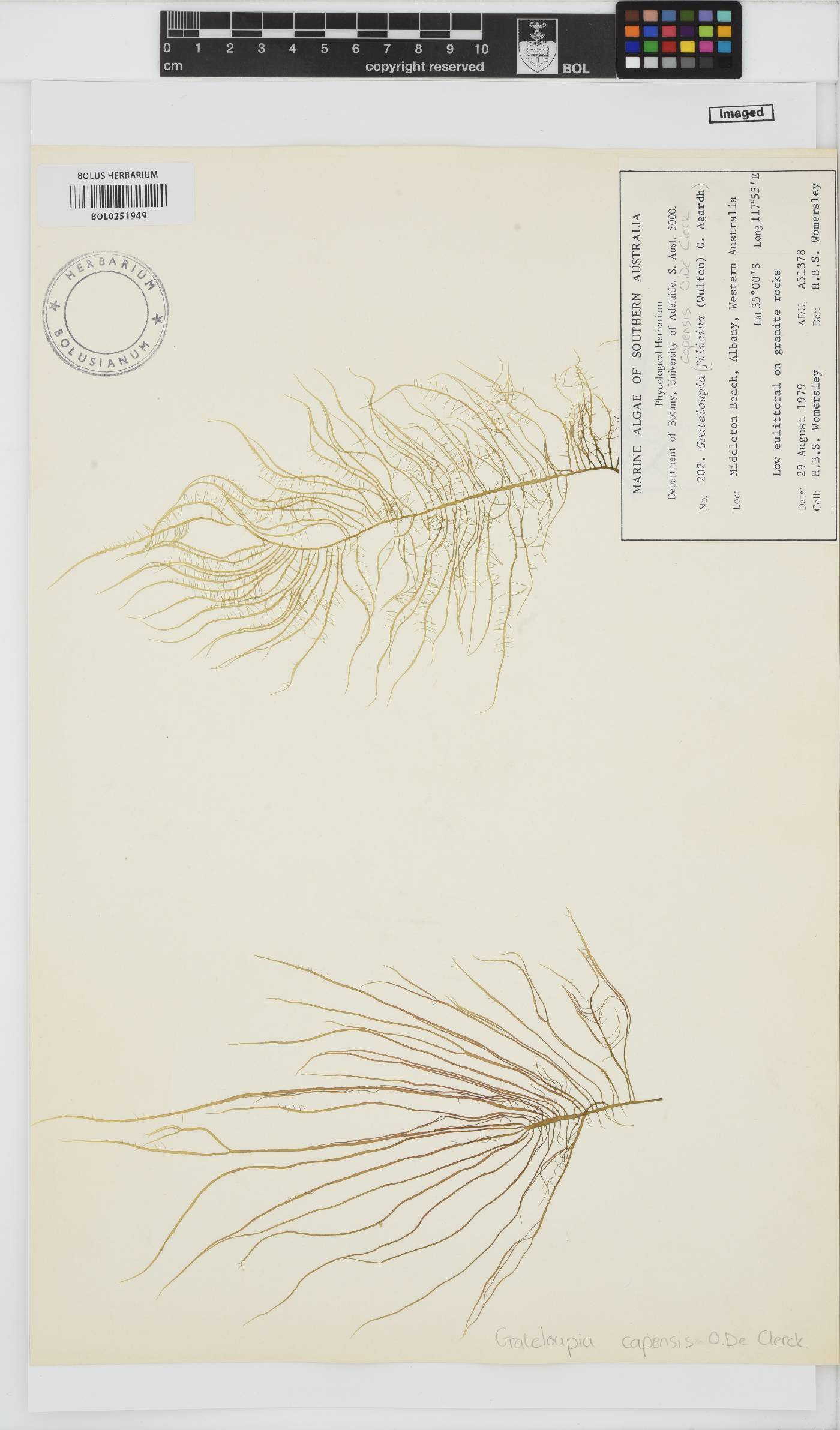 Phyllymenia capensis image
