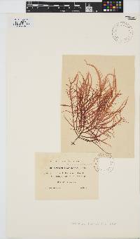Phyllymenia capensis image