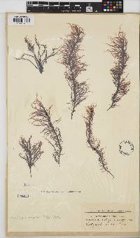 Phyllymenia capensis image