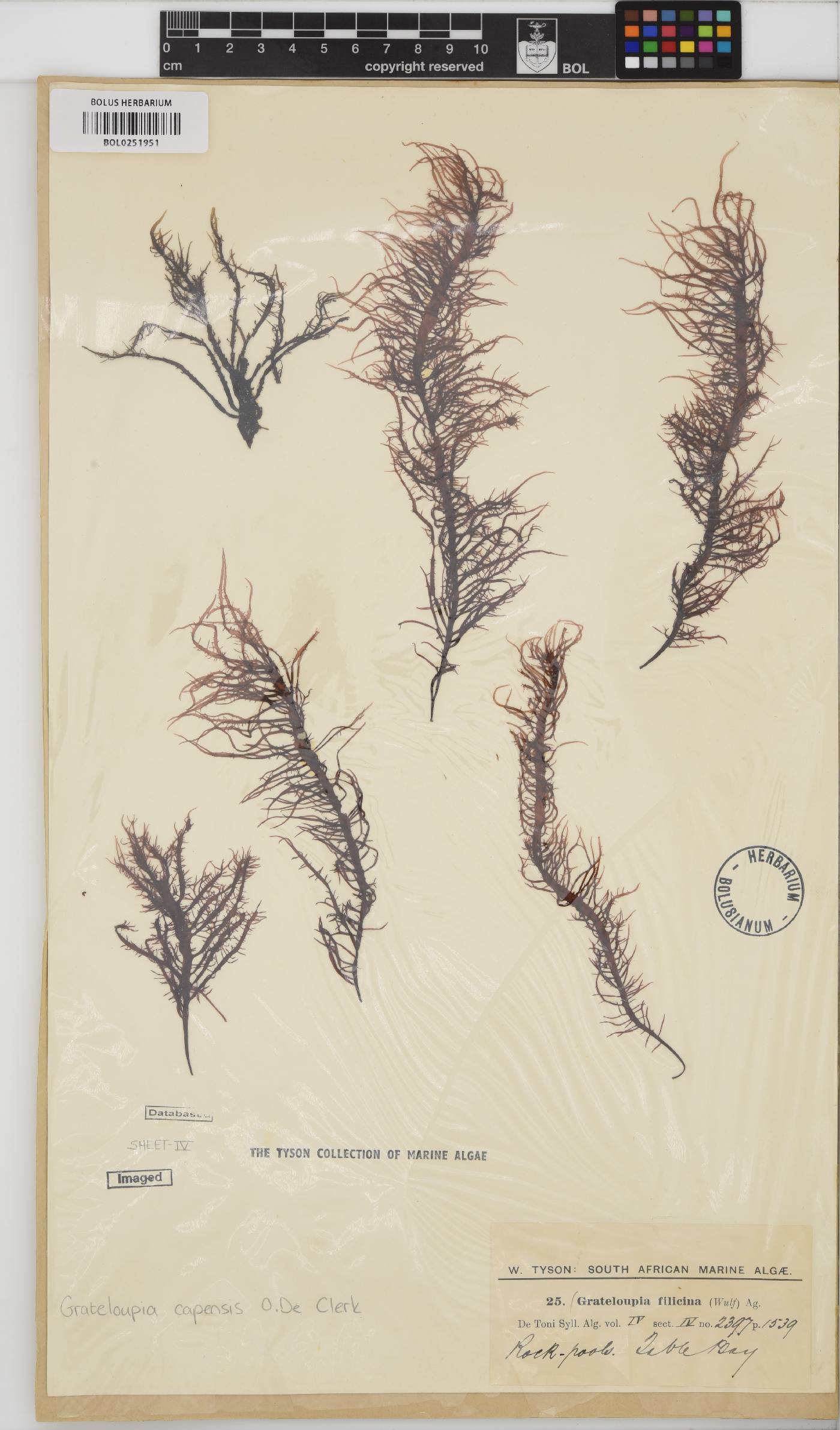 Phyllymenia capensis image