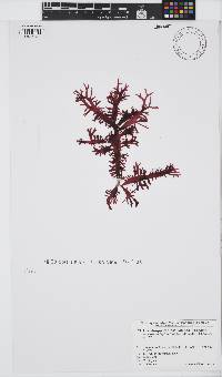 Image of Grateloupia carnosa