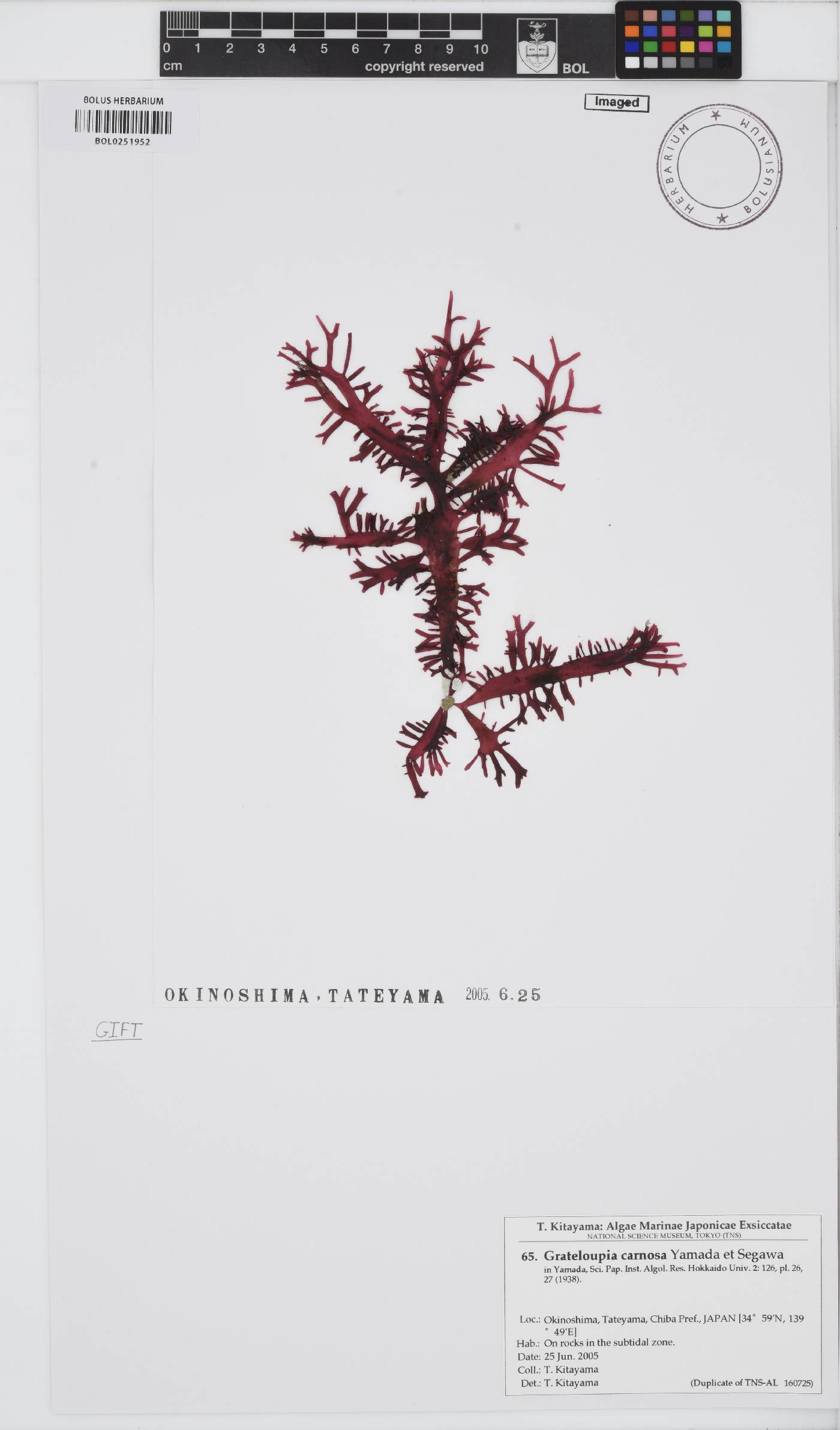 Grateloupia carnosa image