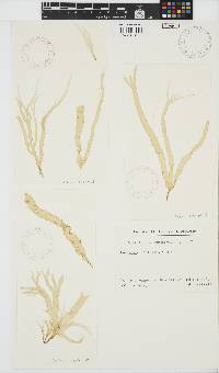 Image of Grateloupia cuneifolia