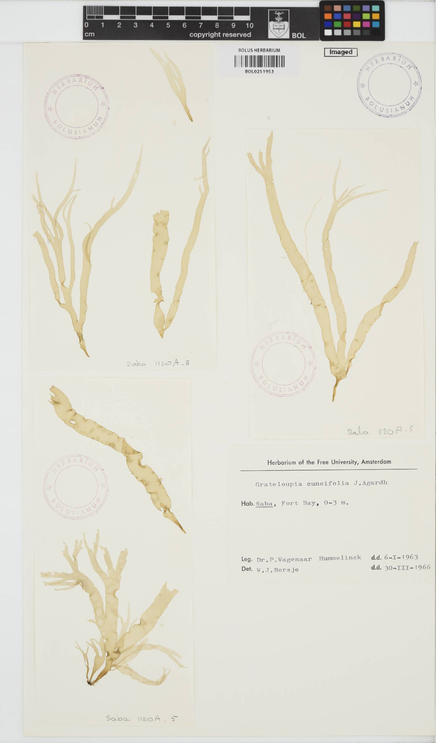 Grateloupia cuneifolia image
