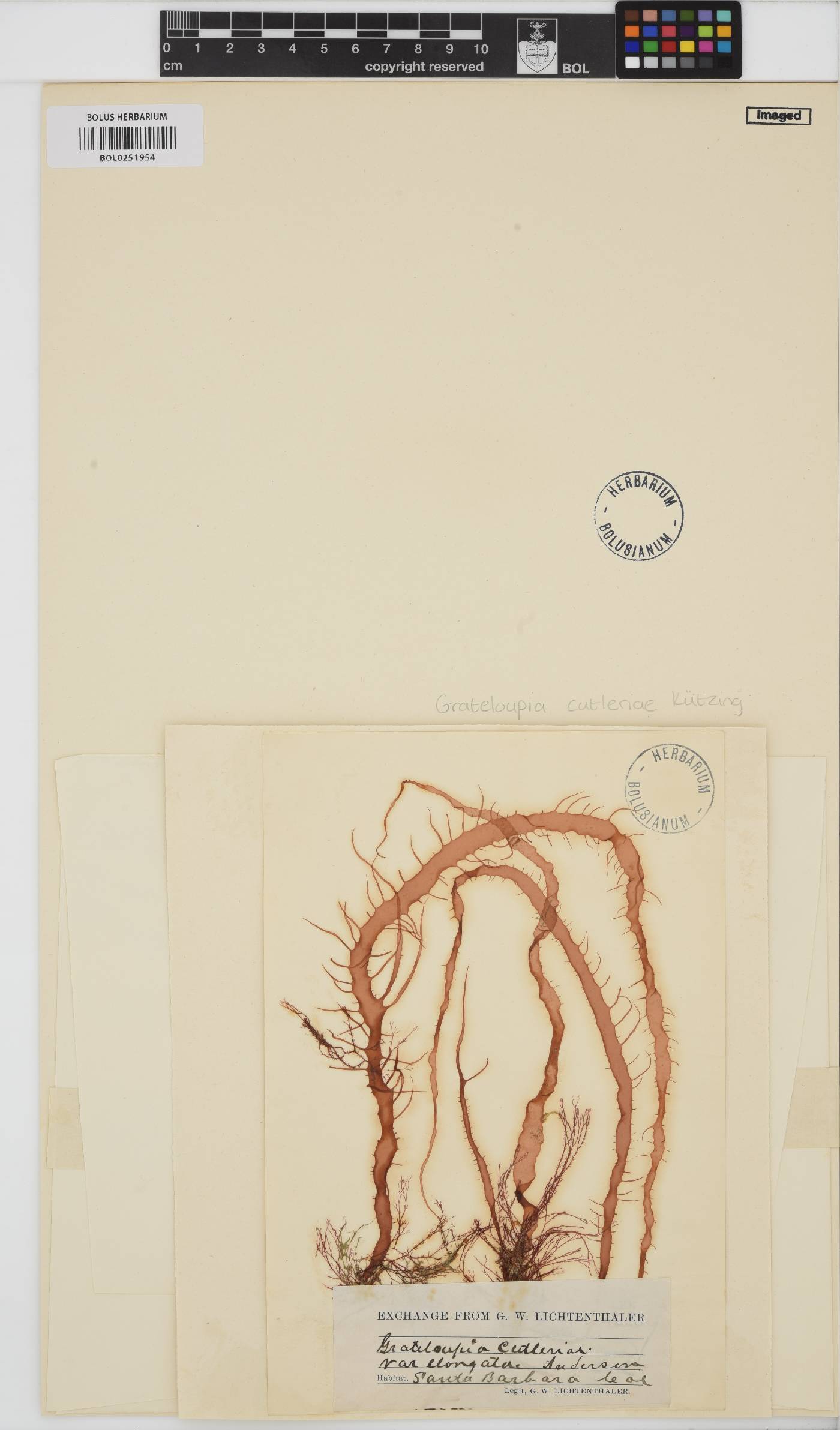 Grateloupia cutleriae image