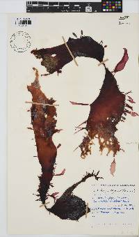 Grateloupia doryphora image