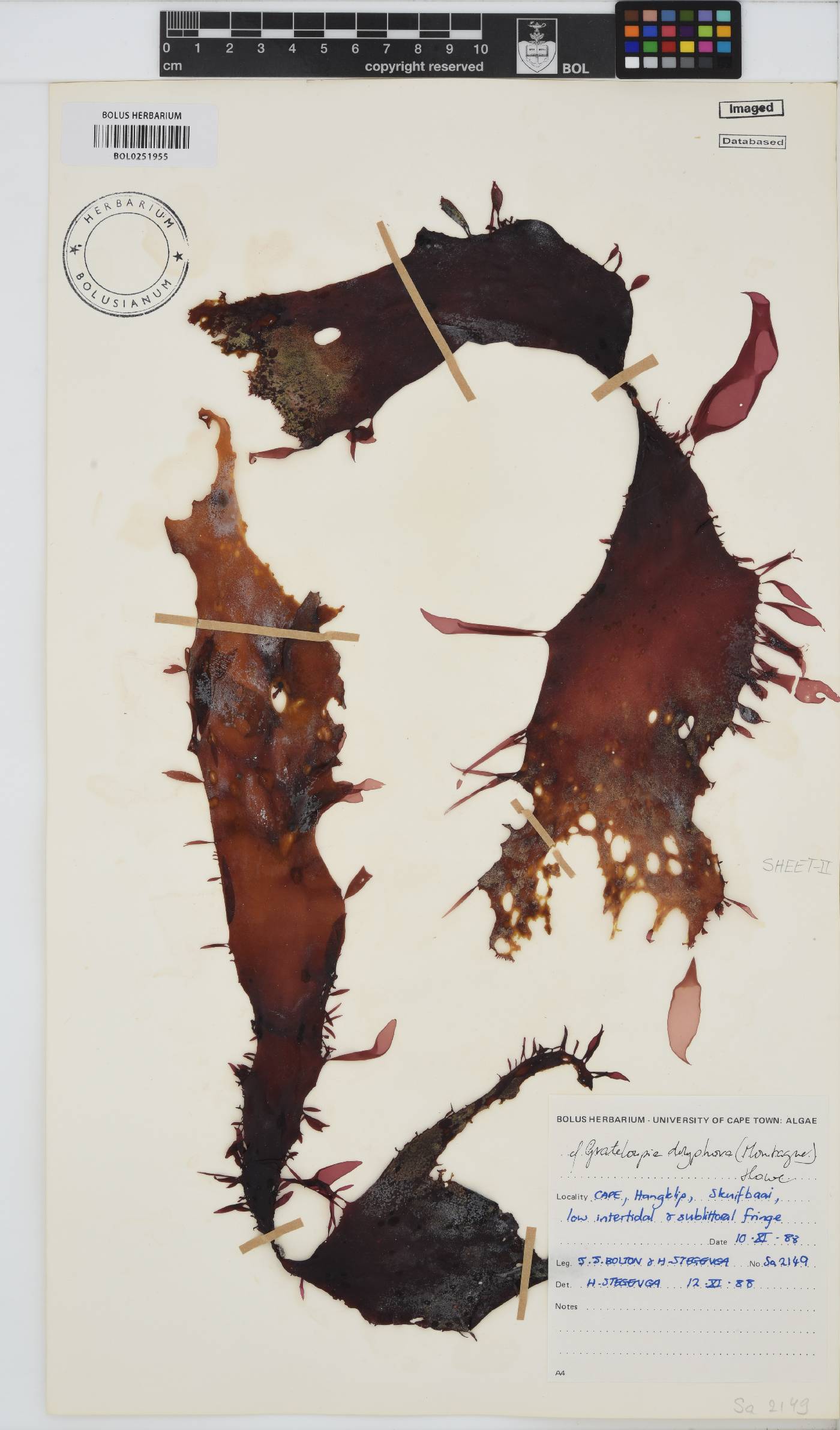 Grateloupia doryphora image