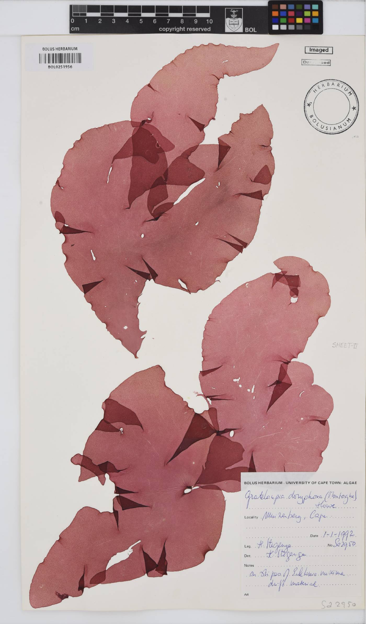 Grateloupia doryphora image