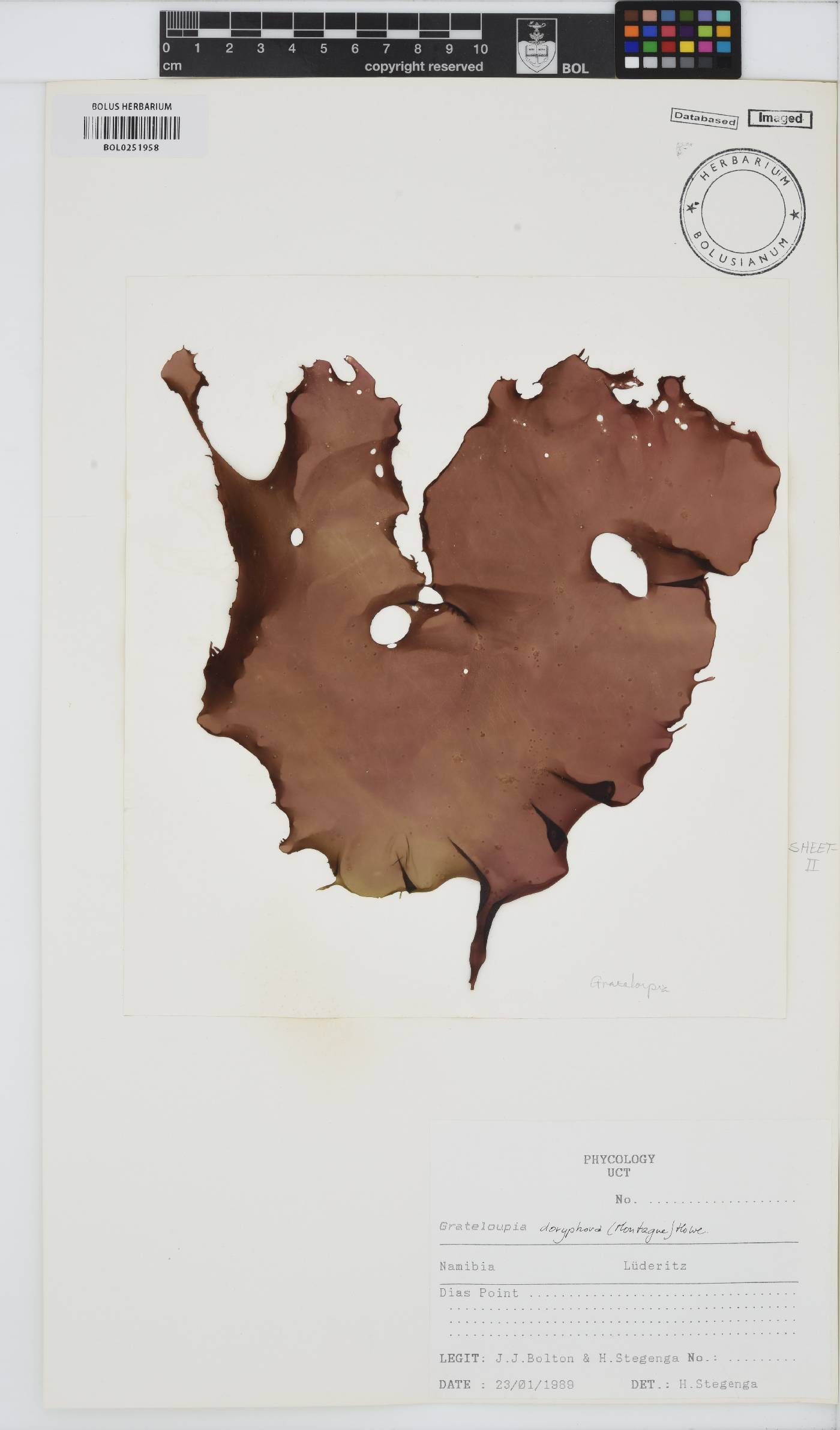 Grateloupia doryphora image