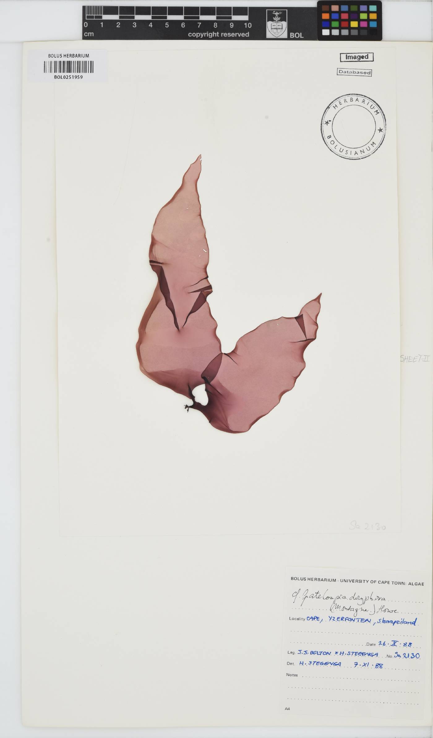 Grateloupia doryphora image