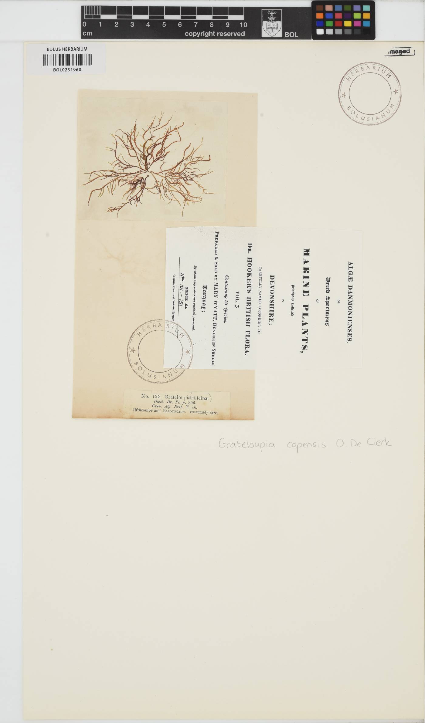 Phyllymenia capensis image