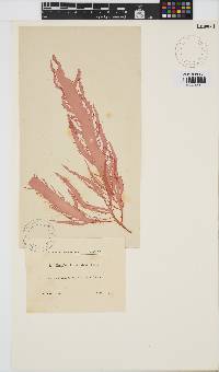Image of Grateloupia acuminata