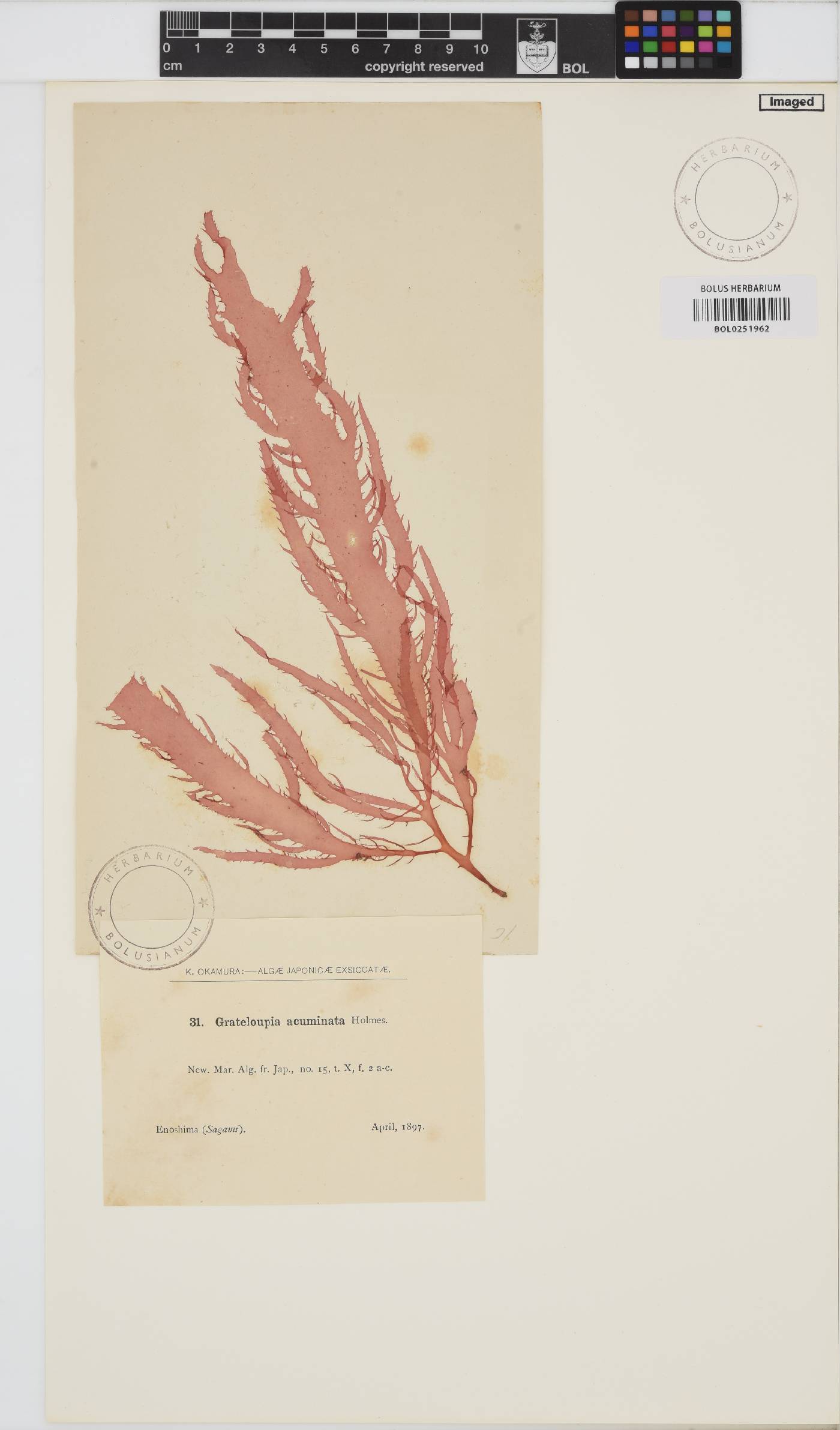Grateloupia acuminata image