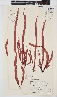 Image of Grateloupia livida