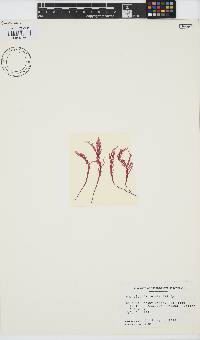 Image of Norrissia setchellii
