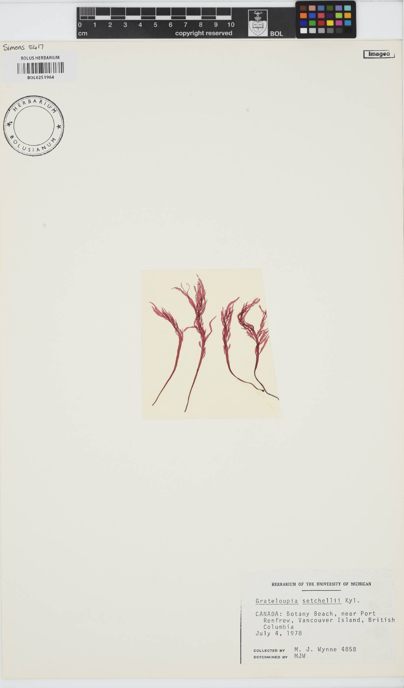 Norrissia setchellii image