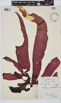 Grateloupia longifolia image