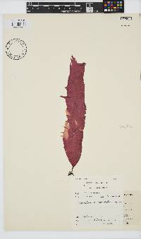 Grateloupia longifolia image