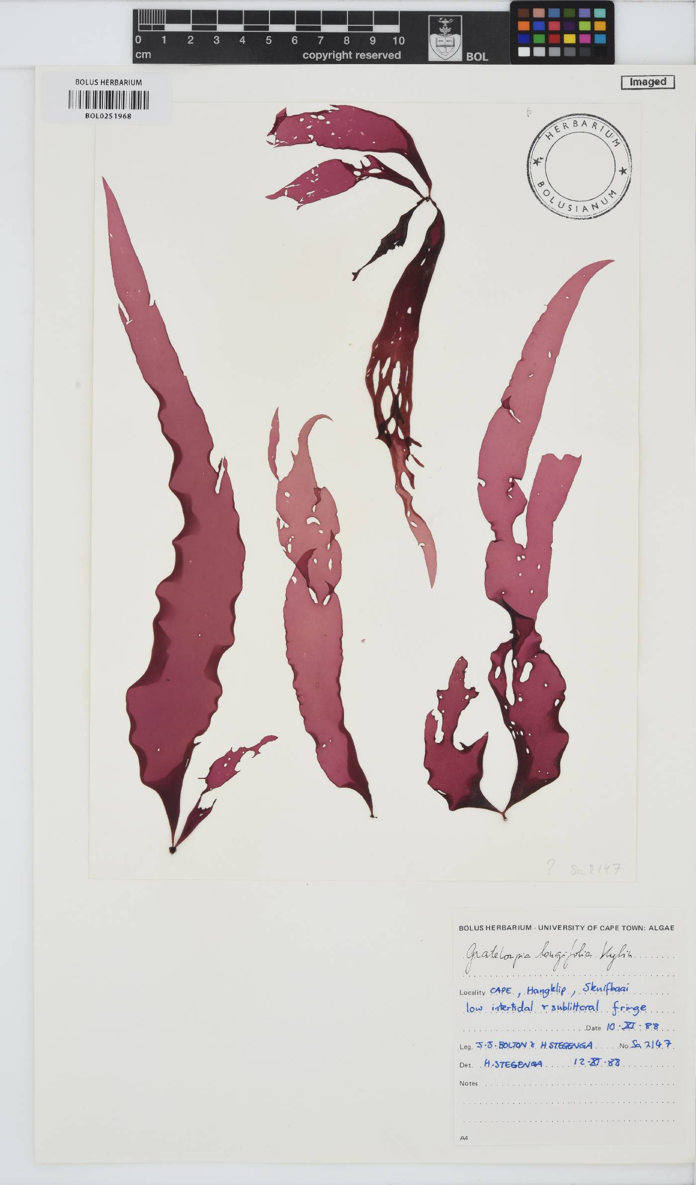 Grateloupia longifolia image