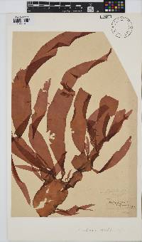 Grateloupia longifolia image