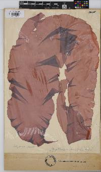 Grateloupia longifolia image