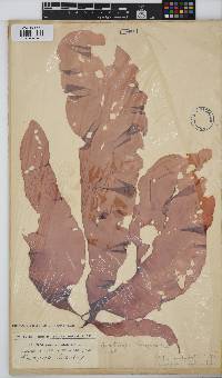 Grateloupia longifolia image