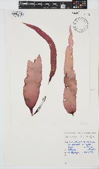 Grateloupia longifolia image