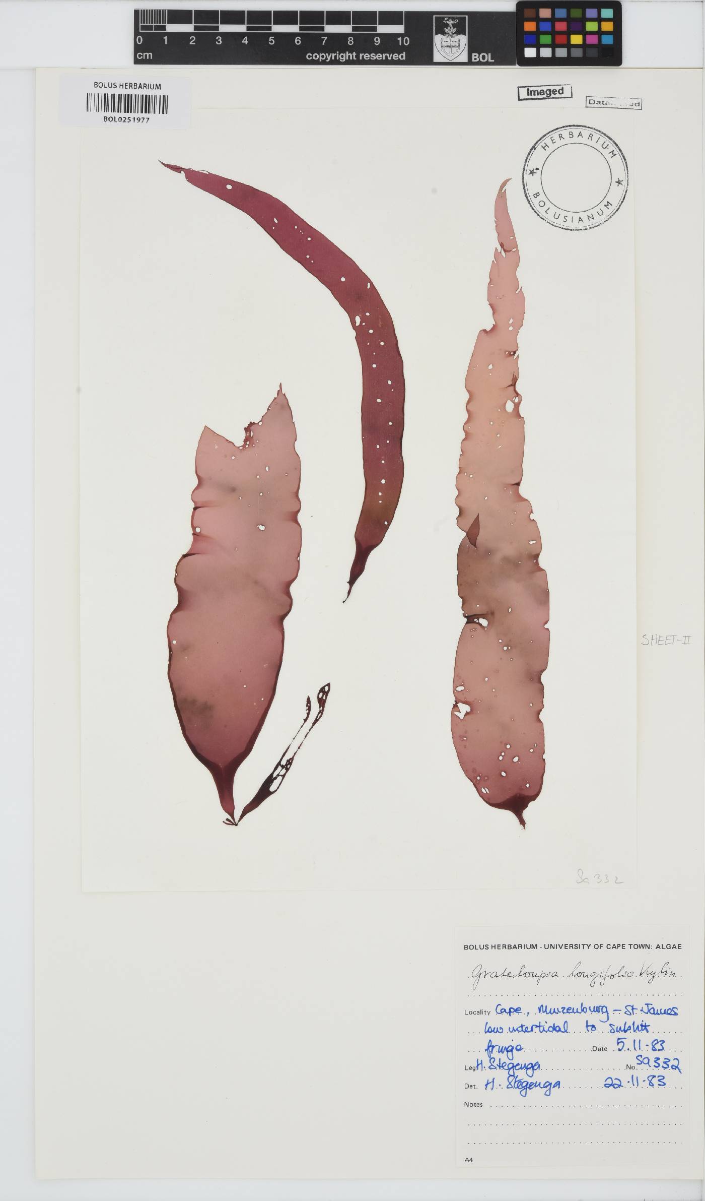 Grateloupia longifolia image