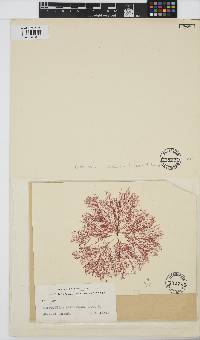 Image of Griffithsia antarctica