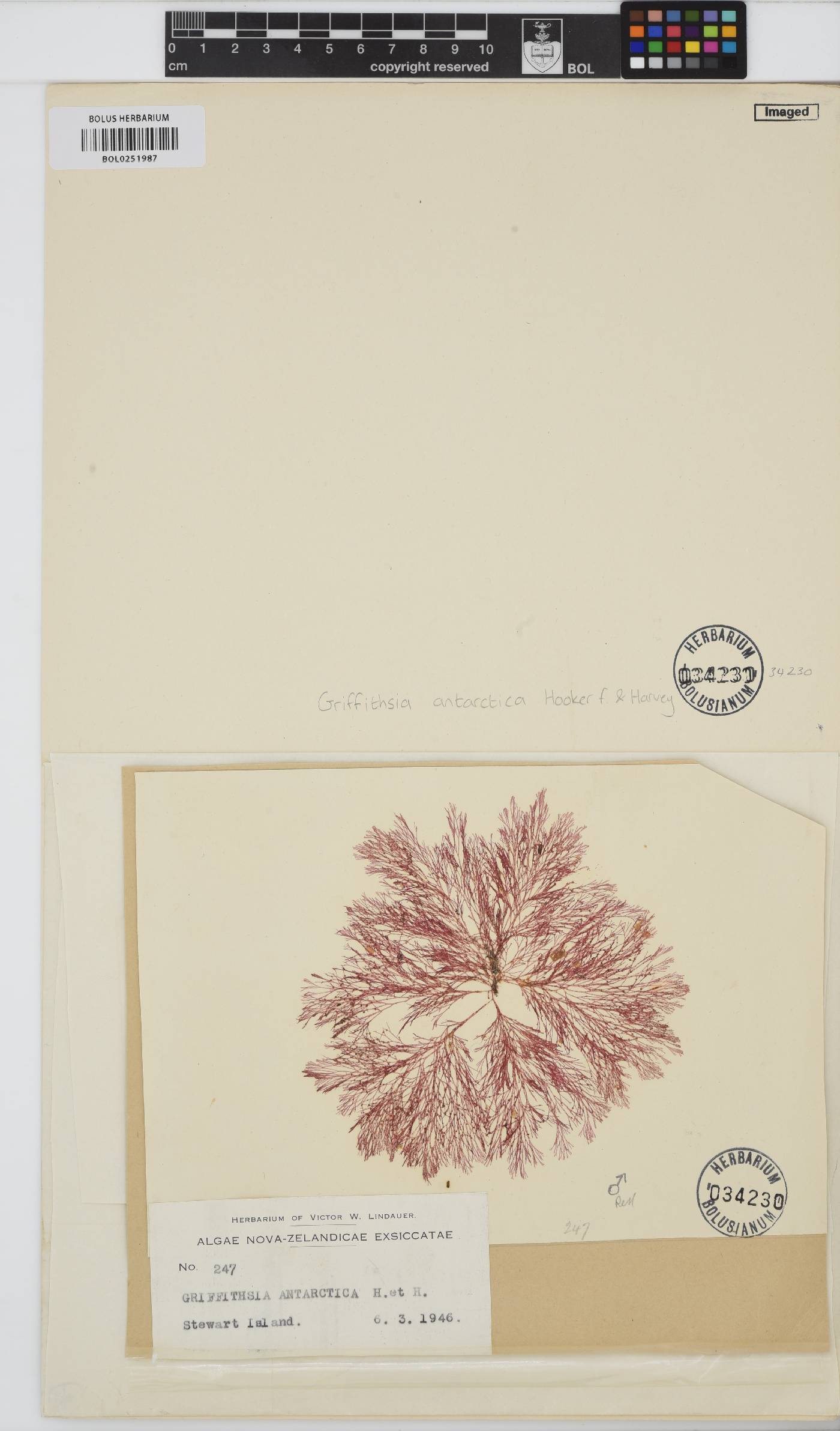 Griffithsia antarctica image