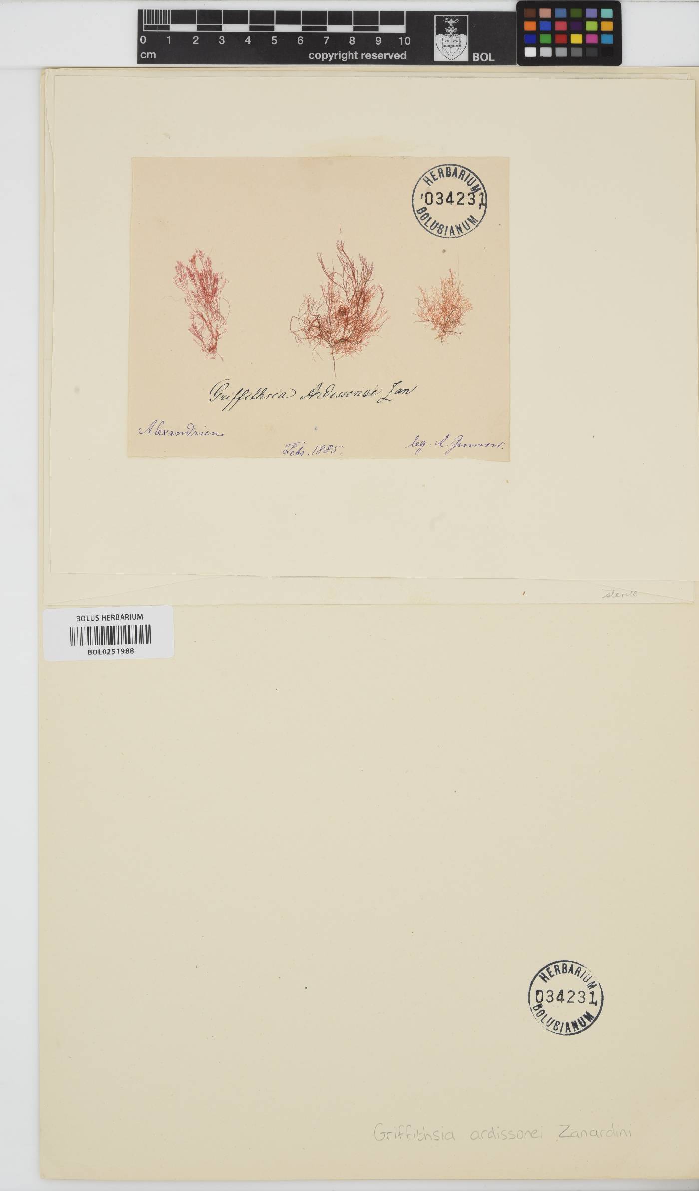 Anotrichium furcellatum image