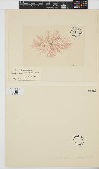 Image of Griffithsia globulifera