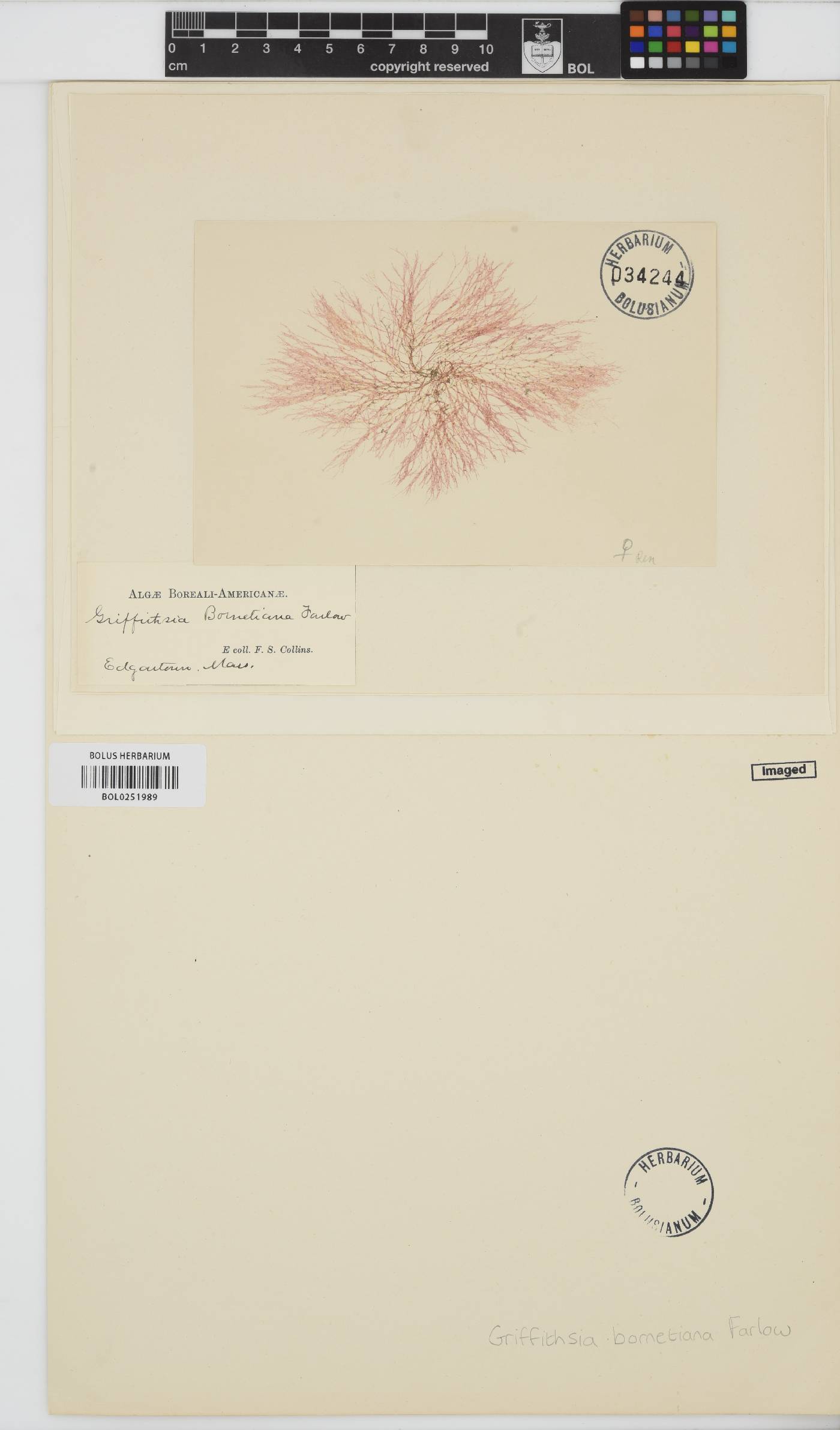 Griffithsia globulifera image