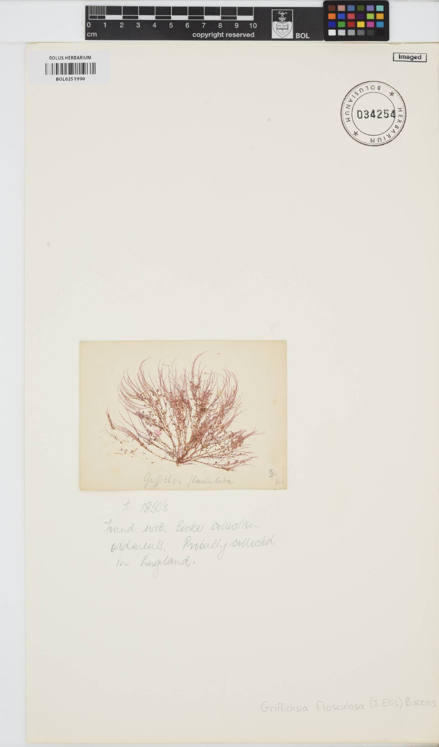 Halurus flosculosus image