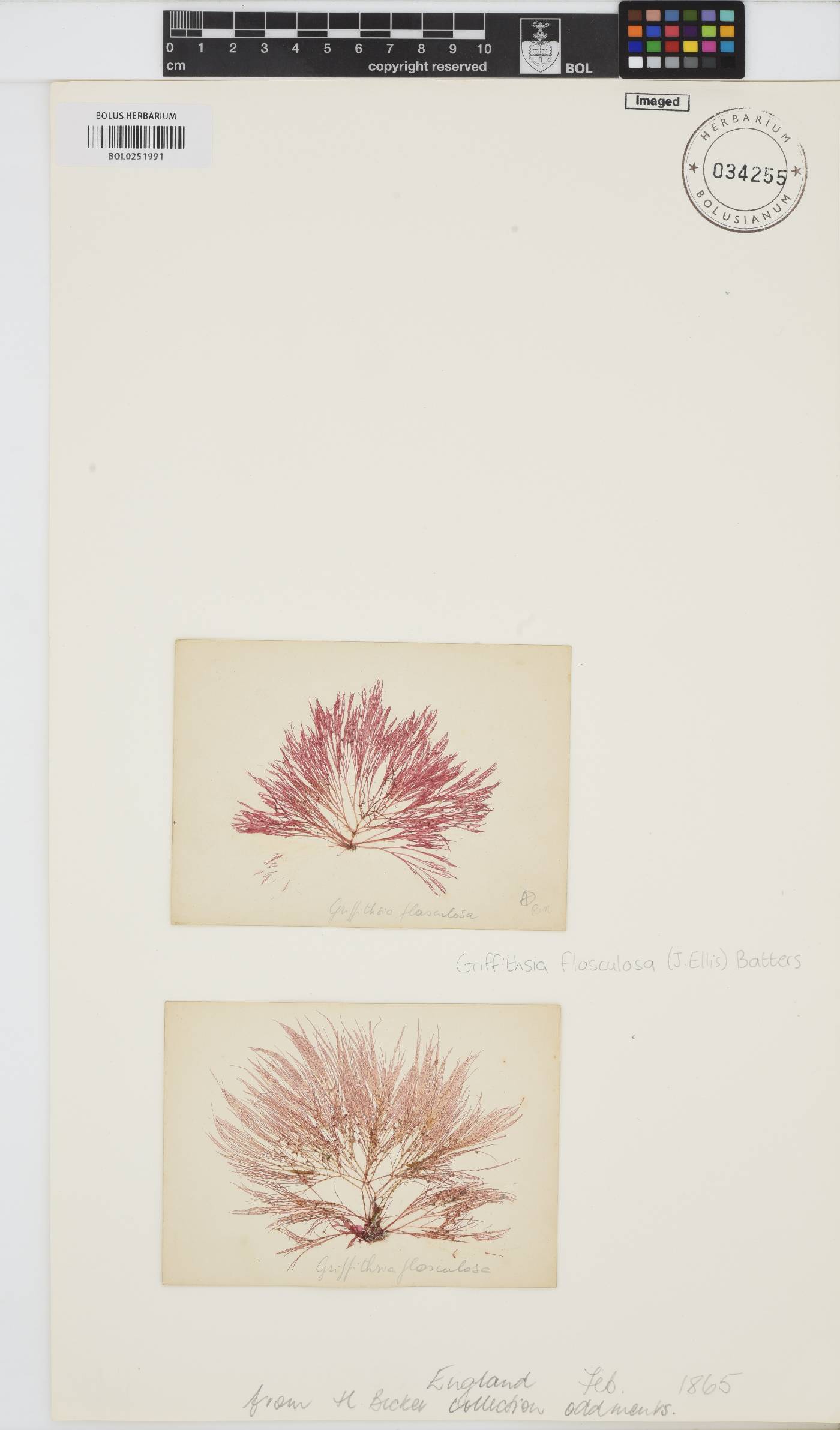Halurus flosculosus image