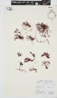 Griffithsia confervoides image
